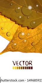 yellow leaves autumn. Vector