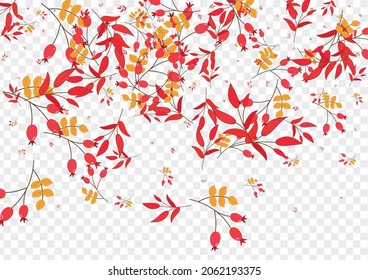 Vector transparente de fondo de hojas amarillas. Textura de objetos de Berries. Patrón de follaje rojo. Juego de ventas. Leaf Rowan.