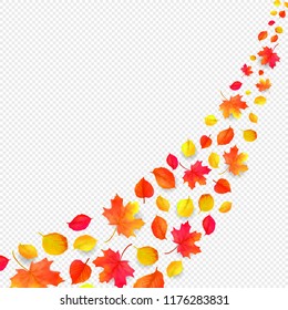 yellow leaves falling from the sky in transparent background- autumn season - isolated. Vector