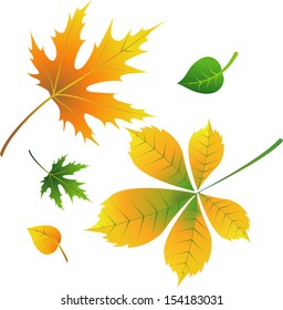 yellow leaves on a white background