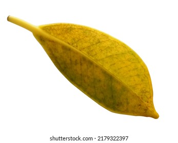 yellow leaves It represents perfection waiting for the day when nature will fade.