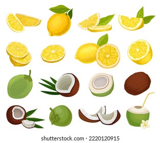Yellow Lemon Citrus Fruit and Coconut Shell Big Vector Set