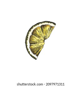 Yellow lemon slice, sketch vector illustration. Hand drawn engraved lime half of slice, colored citrus drawing.