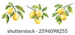 Yellow lemons hanging from a tree branches with fresh green leaves vector illustration. Vibrant colors and natural textures bright lemons on the tree branches. Watercolor style collection.
