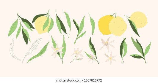 Yellow lemons vector illustrations. Modern trendy hand drawn isolated digital citrus fruits with leaves for logo, print, web, app design. Natural juicy yellow lemon fruits, leaves and flowers.