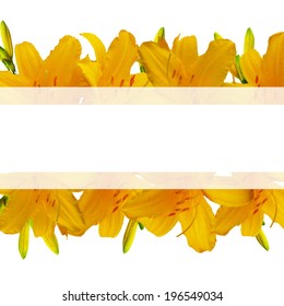 Yellow Lilies Banner, Vector Illustration