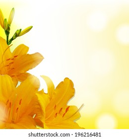 Yellow Lilies, With Gradient Mesh, Vector Illustration
