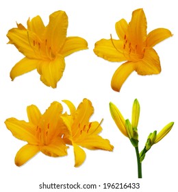 Yellow Lilies Set, Isolated On White Background, Vector Illustration