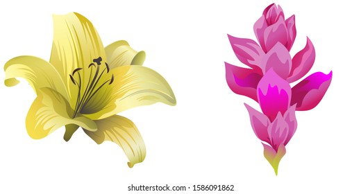 Yellow Lilium. Pink Ginger. Vector illustration. Isolated illustration element. Floral botanical flower. Wild leaf wildflower isolated. Exotic tropical hawaiian jungle.