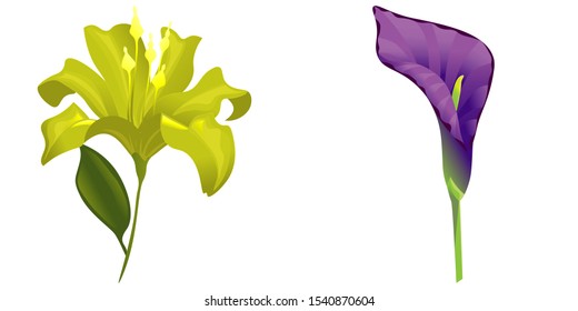 Yellow Lilium. Purple Calla. Vector illustration. Isolated illustration element. Floral botanical flower. Wild leaf wildflower isolated. Exotic tropical hawaiian jungle.