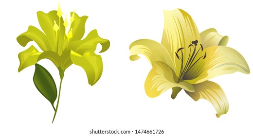 Yellow Lilium. Vector illustration. Isolated illustration element. Floral botanical flower. Wild leaf wildflower isolated. Exotic tropical hawaiian jungle.