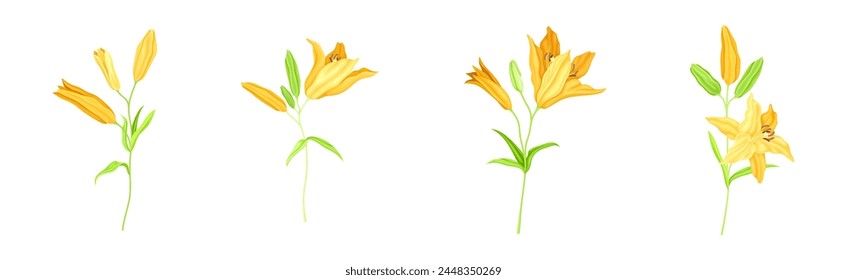 Yellow Lily Flower Bud on Green Stem with Leaf Vector Set