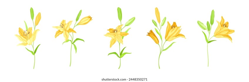 Yellow Lily Flower Bud on Green Stem with Leaf Vector Set