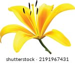 Yellow lily flower isolated on white background. Realistic vector illustration.