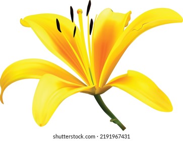 Flor de lirio amarillo aislada sobre fondo blanco. Ilustración vectorial realista.