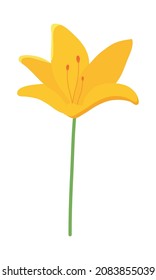 yellow lily flower on white background