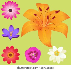 Yellow lily flower with smaller blossoms around isolated on green background. Colorful plants for decorating various things