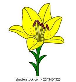 yellow lily flower vector icon colour
