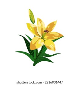 Yellow lily flowers bloom with pistils and stalks. vector illustration