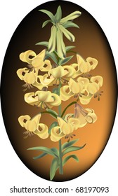 yellow lily illustration on dark background