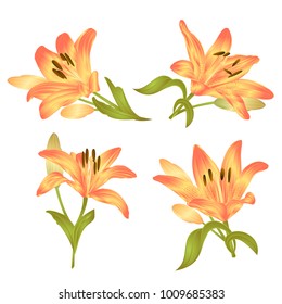 Yellow Lily  Lilium candidum,flower with leaves and bud on a white background set first vector illustration editable hand drawn