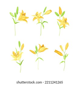 Yellow Lily on Stalk as Herbaceous Flowering Plant with Large Prominent Flower with Stamens Vector Set