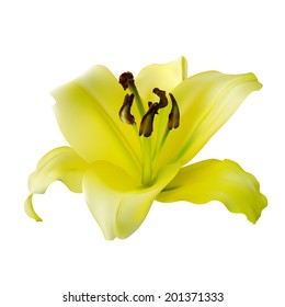 yellow lily on a white background