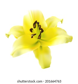 yellow lily on a white background