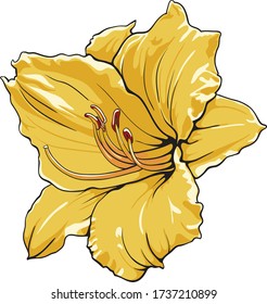 Yellow lily vector flower with hand-drawn outline and beautiful collors.