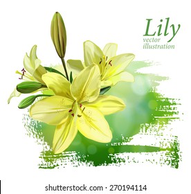 Lily amarilla. Ilustración vectorial. Eps10