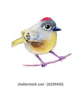 Yellow little bird with red head on branch. Isolated
