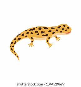 Yellow lizard, spotted Salamander isolated on white background.