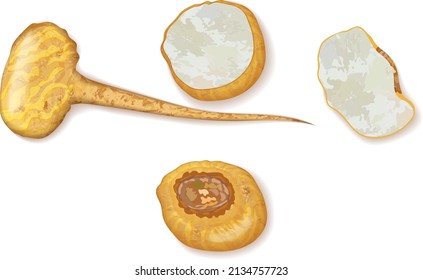 Yellow maca for banners, flyers, posters, cards. Whole and half Peruvian ginseng. Fresh organic and healthy, diet and vegetarian vegetables. Vector illustration isolated on white background