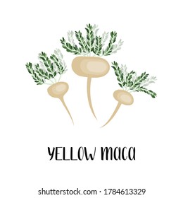 Yellow maca root (white). Peruvian ginseng. Lepidium meyenii. Superfood. Healthy organic ingredient. Vector flat illustration