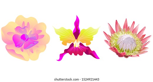 Yellow Magnolia. Pink Orchid. Pink Protea. Vector illustration. Isolated illustration element. Floral botanical flower. Wild leaf wildflower isolated. Exotic tropical hawaiian jungle.