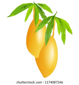 yellow mango with green leaves ,vector