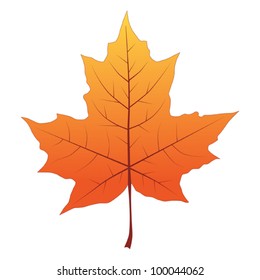 Yellow maple leaf