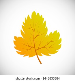 Yellow maple leaf. Autumn leaf of a tree on a white background. Vector illustration