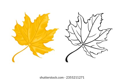 Yellow maple leaf cartoon illustration and black and white outline. Autumn leaf icon.