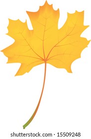 yellow maple leaf illustration