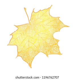 Yellow maple leaf isolated on white background. Detailed vector illustration of hand drawn autumn leaf. Vintage retro fall seasonal decor