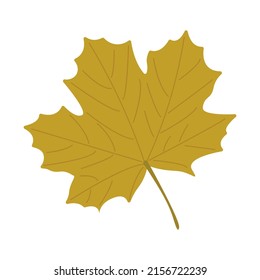 Yellow maple leaf on a white background