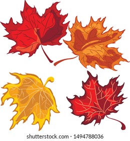 yellow maple leaves. four pieces