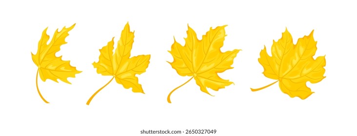 Folhas de bordo amarelo definido. Ilustração plana em desenho animado de vetor. Folha que cai no outono.