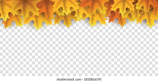 Yellow maple leaves top frame on transparent background. Vector illustration.