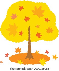 Yellow maple tree which changed color in autumn.