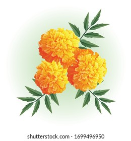 yellow marigold flower illustration vector