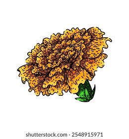 yellow marigold hand drawn. petals annual, perennial tagetes, french african yellow marigold vector sketch. isolated color illustration