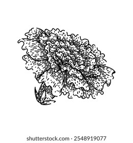 yellow marigold hand drawn. petals annual, perennial tagetes, french african yellow marigold vector sketch. isolated black illustration