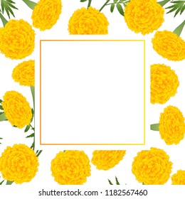 Yellow Marigold on White Banner Card. Vector Illustration.